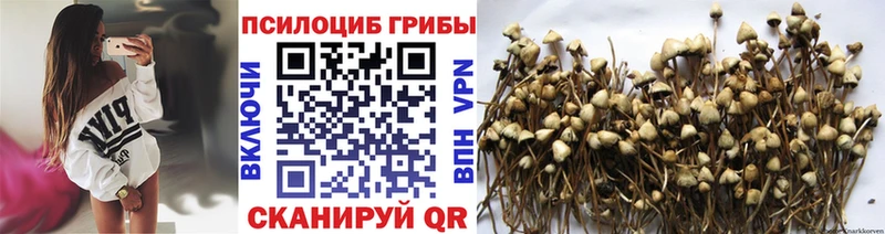 Псилоцибиновые грибы GOLDEN TEACHER  Черноголовка 